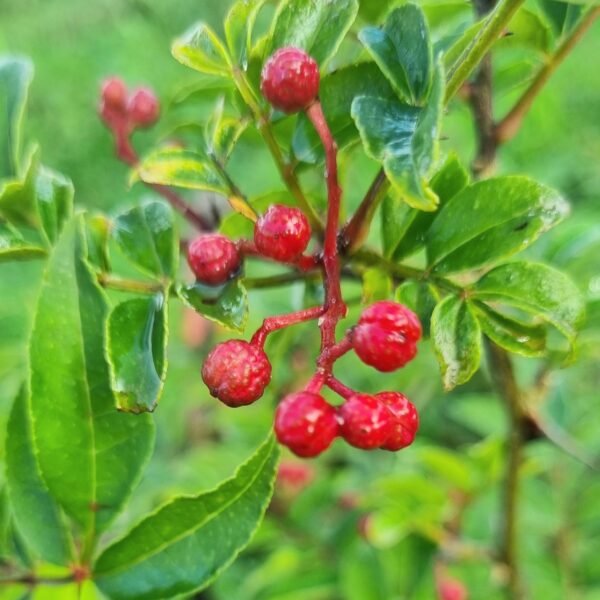 rouge de Normandie sur l'arbre. Baie mûre. Poivre de Normandie produit et récolté par Marine Rivière. Feuillage vert. Récolte en octobre